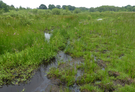 Lowland Fens